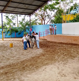 Lei regulamenta a Equoterapia como método de reabilitação